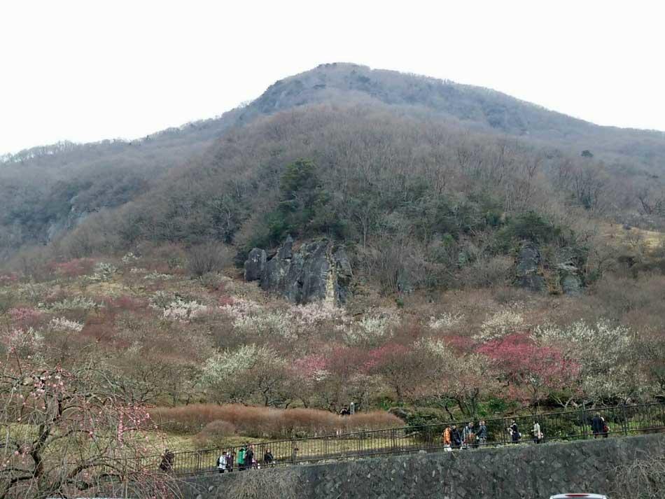 Yugawara Onsen Ryokan Uohan Oda fotoğraf